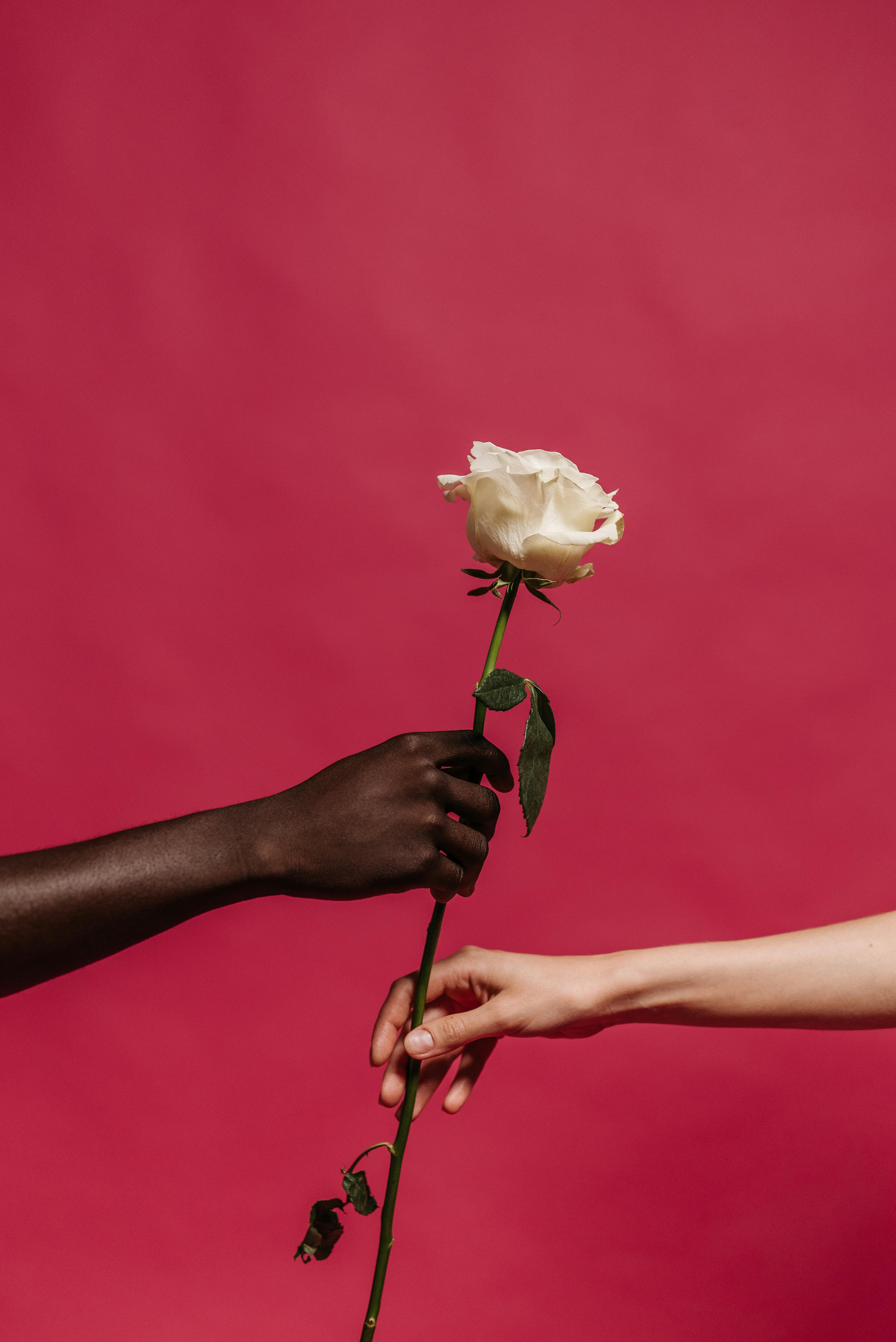 Picture of arms from two separate people, one handing a rose to the other